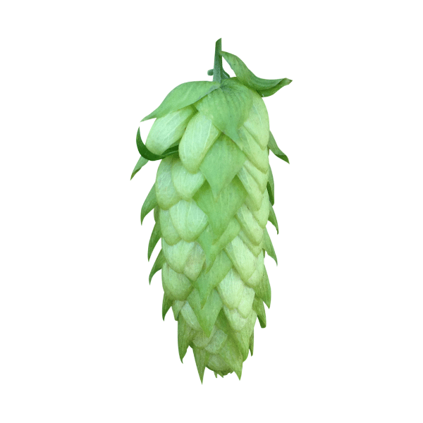 Amarillo Hops (5kg) American 2022