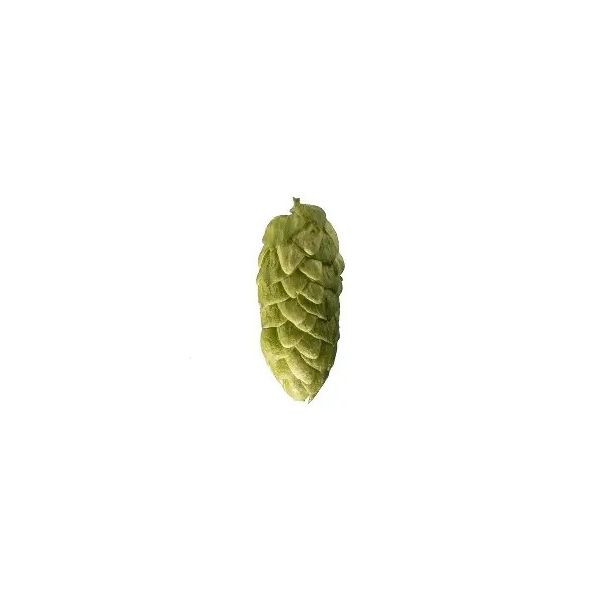 Archer Hops (5kg) British 2021