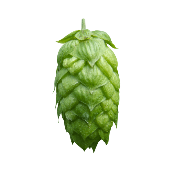 Aurora Hops (5kg) Polish 2022