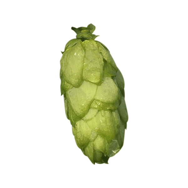 Bramling Cross Hops (5kg) British 2022