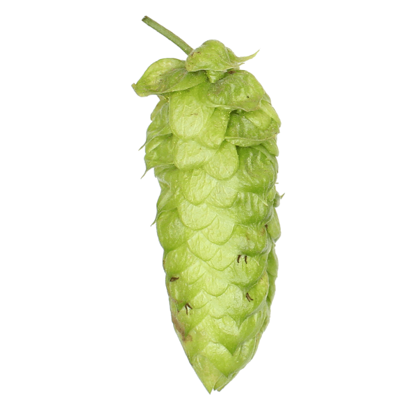 Bravoâ Hops (5kg) American 2022