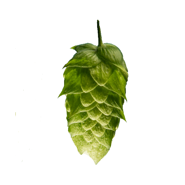 Brewers Gold Hops (5kg) German 2021