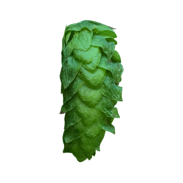 FP Cascade US (5kg) American 2022