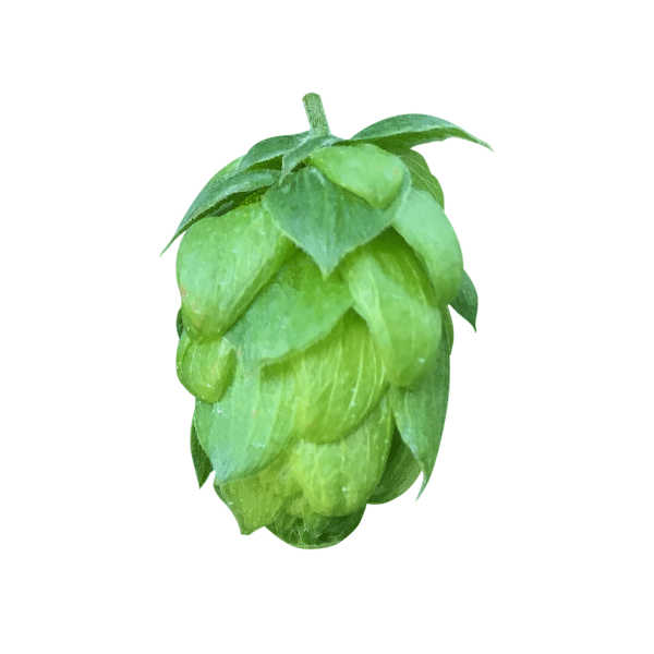 Celeia (Styrian Golding) Hops (5kg) Polish 2022