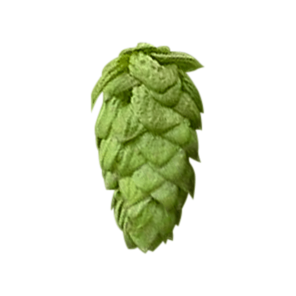 Challenger Hops (5kg) British 2022