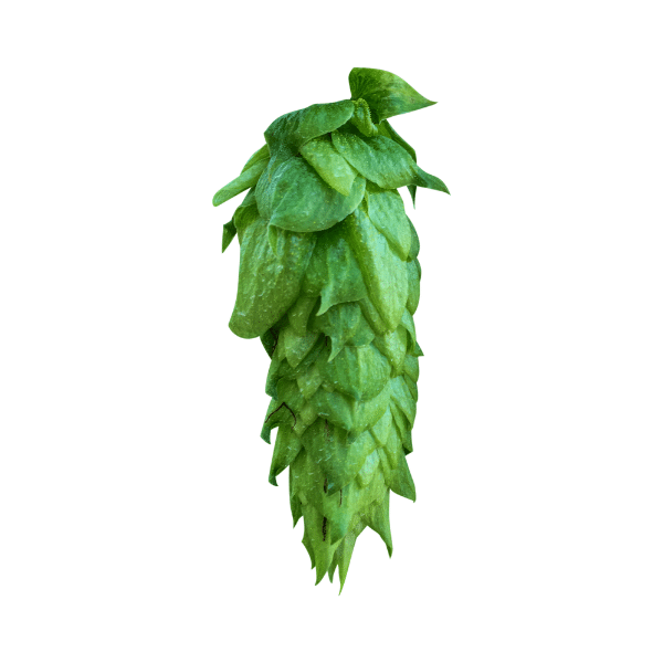 Chinook Hops (5kg) American Whole 2021