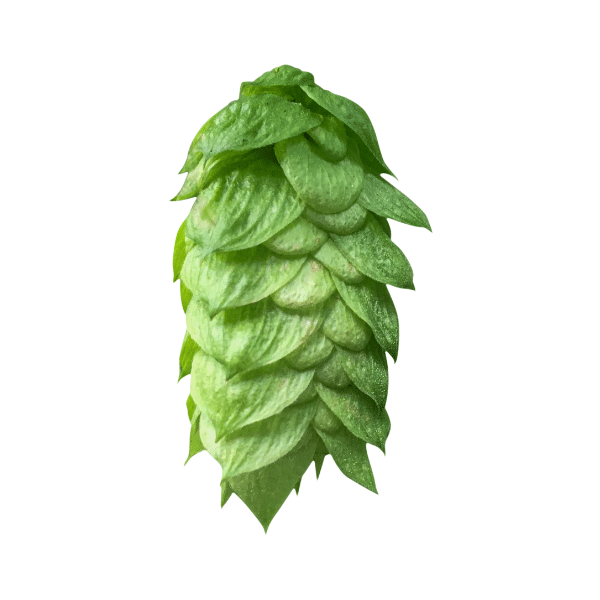 Comet  Hops (5kg) American 2022