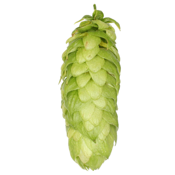 Delta Hops (5kg) American 2021