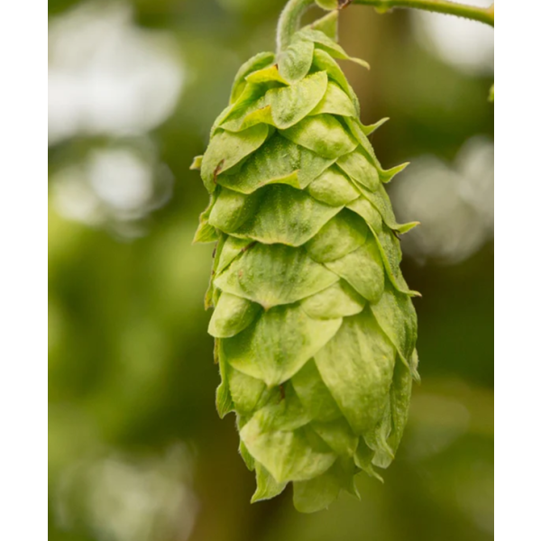 Duchess Hops (5kg) British Whole 2021