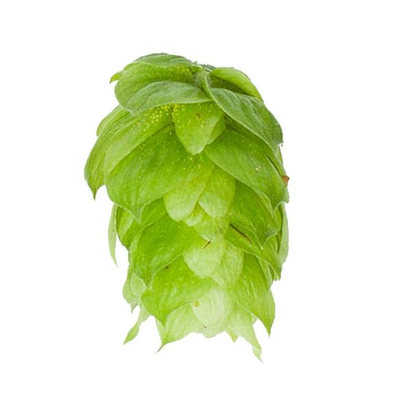 East Kent Golding Hops (5kg) British 2021