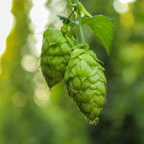 El Dorado Hops (5kg) American 2022