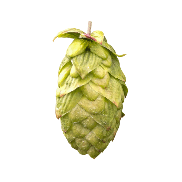 Endeavour Hops (5kg) British 2022