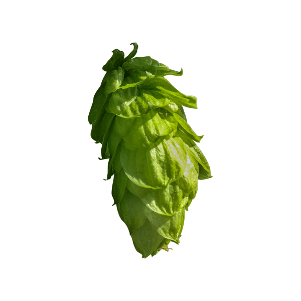 Ernest Hops (5kg) British 2022