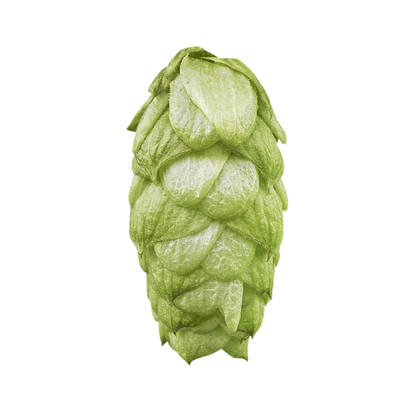 First Gold Hops (5kg) British 2022