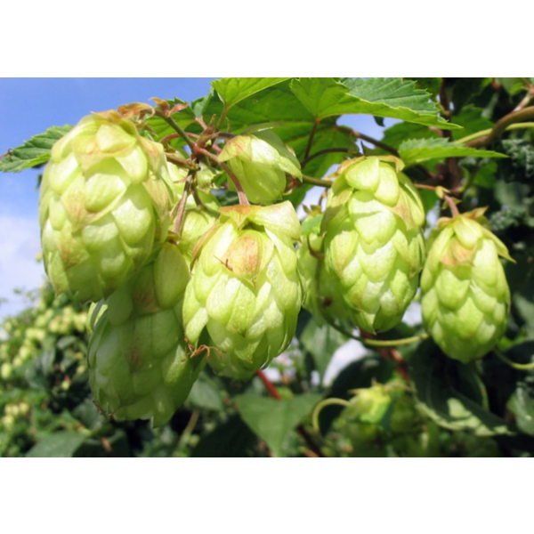 Fuggles Hops (5kg) British Whole 2021