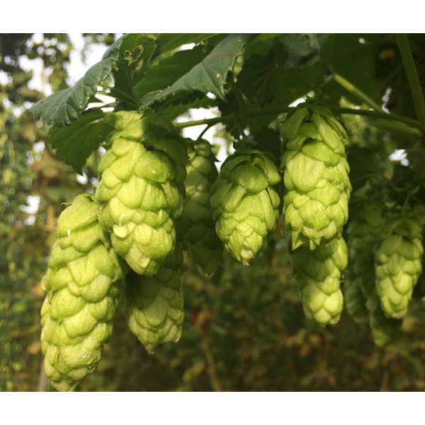 Goldings Hops (5kg) British 2022