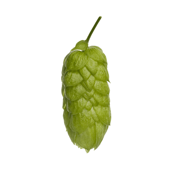 Green Bullet Hops (5kg) New Zealand 2021