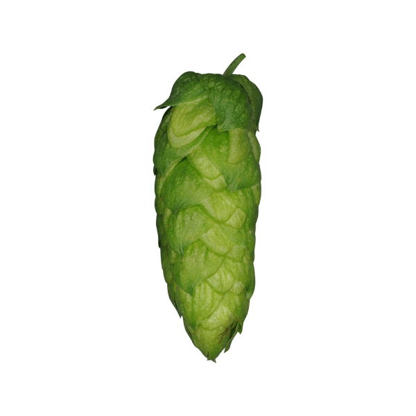 Hallertau Blanc Hops (5kg) German 2020