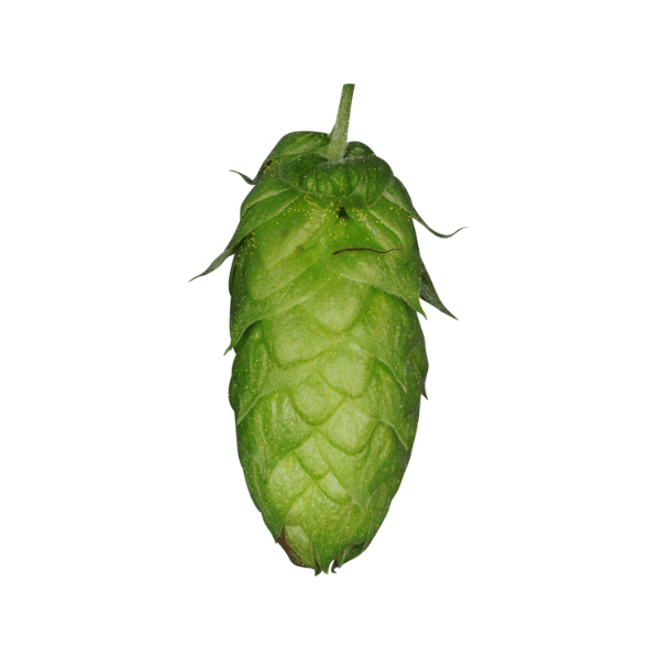 Herkules Hops (5kg) German 2021