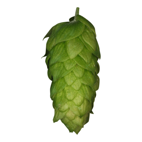 Hersbrucker Hops (5kg) German 2022