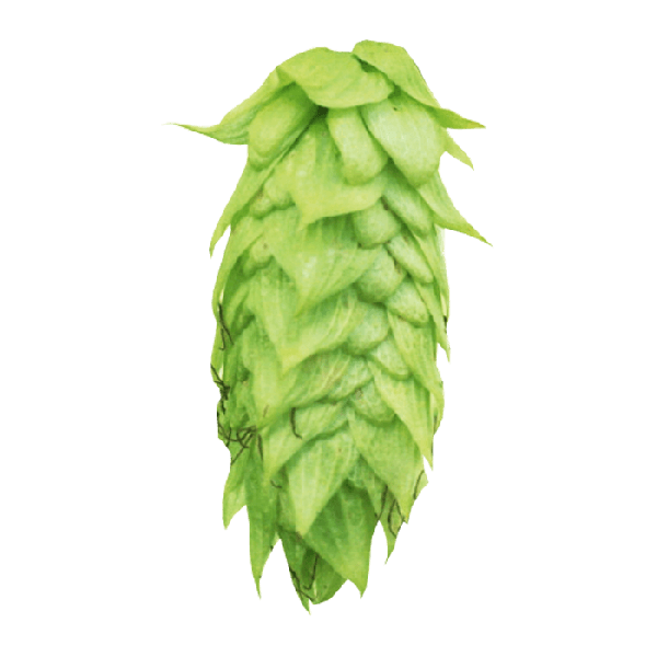 Idaho 7 Hops (5kg) American 2022