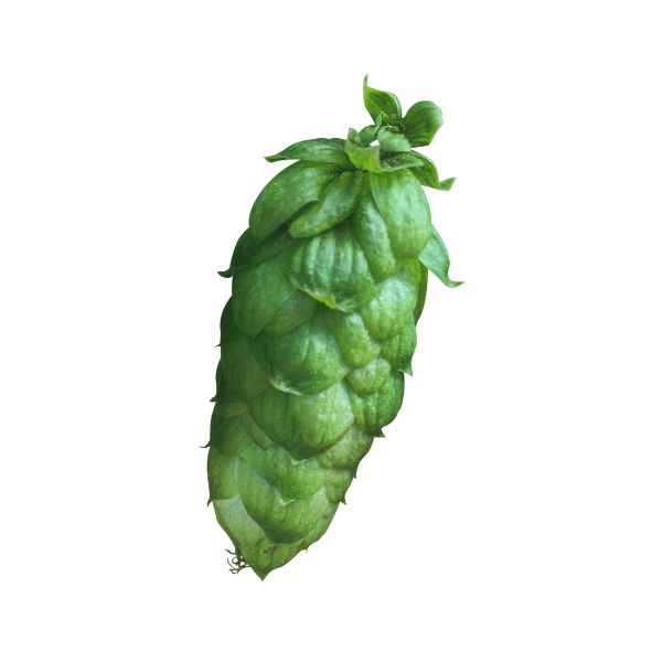 Jester Hops (5kg) British 2022