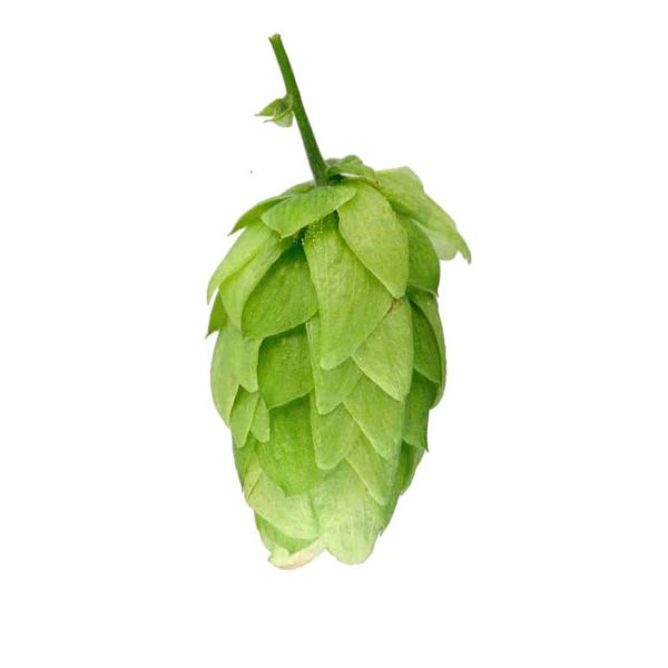 Kohatu Hops (5kg) New Zealand 2022