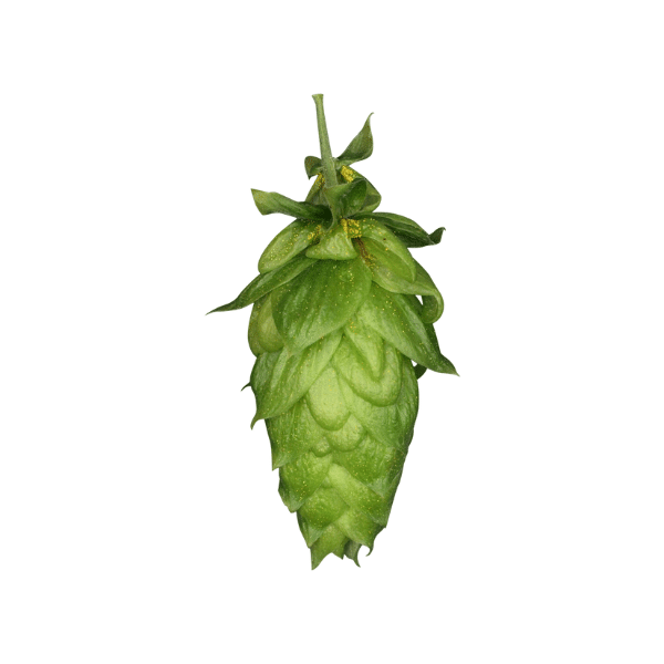 Magnum Hops (5kg) Polish 2022