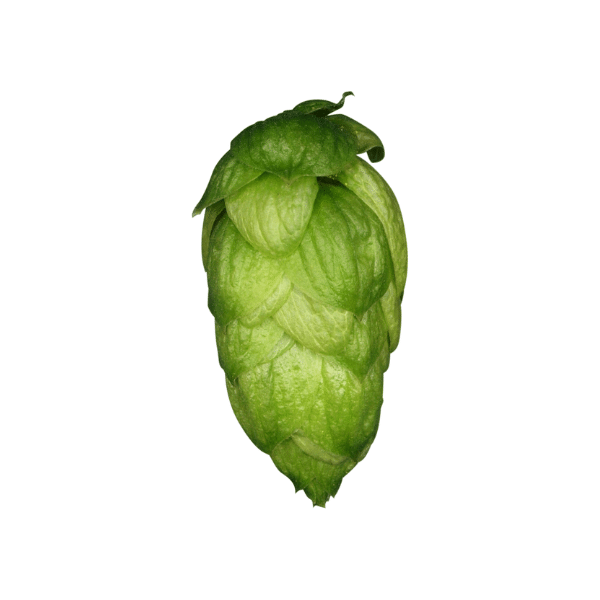 Mandarina Bavaria Hops (5kg) German 2022
