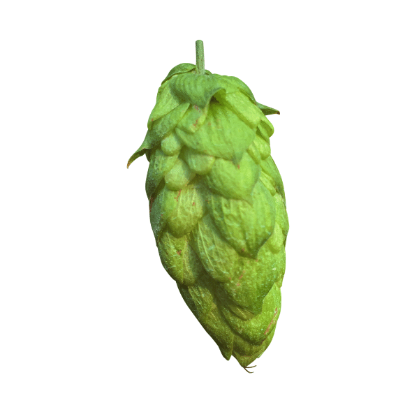 Marynka Hops (5kg) Polish 2021