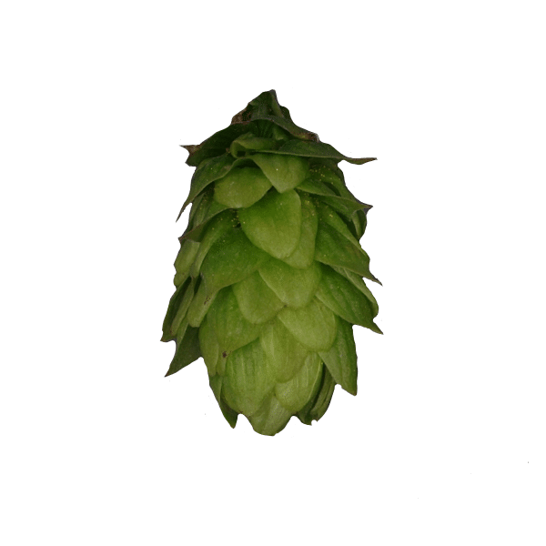 Mittelfrüh Hops (5kg) German 2021