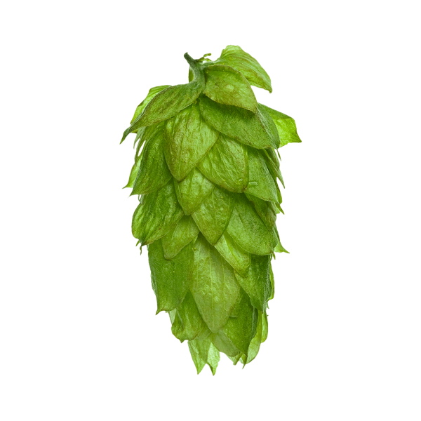 Motueka™ Hops (5kg) New Zealand 2022