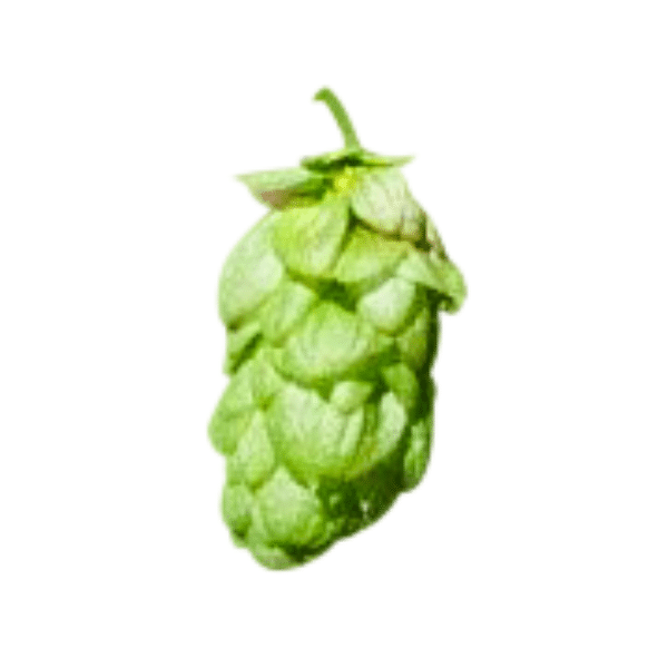 Mount Hood Hops (5kg) American 2022
