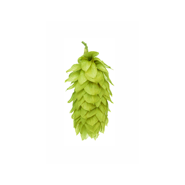 Moutere Hops (5kg) New Zealand 2022