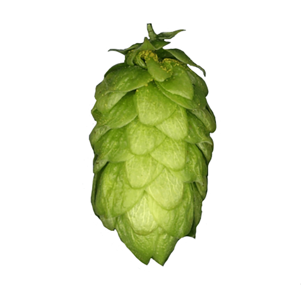 Northern Brewer Hops (5kg) German 2022