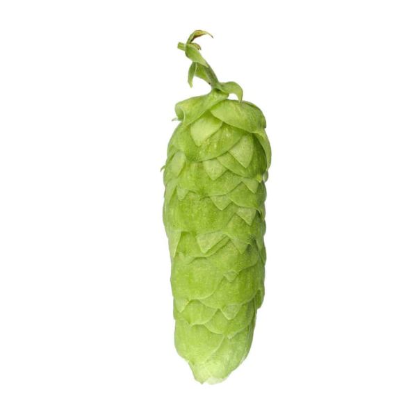 Nelson Sauvin Hops (5kg) New Zealand 2022