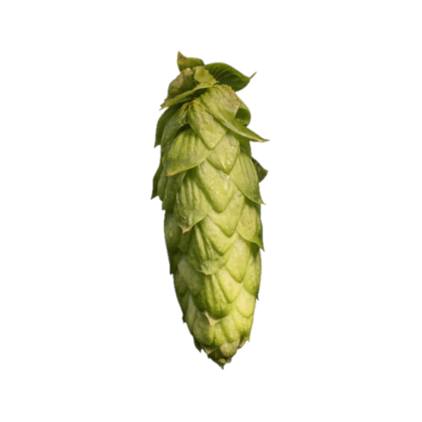 Olicana  Hops (5kg) British 2022