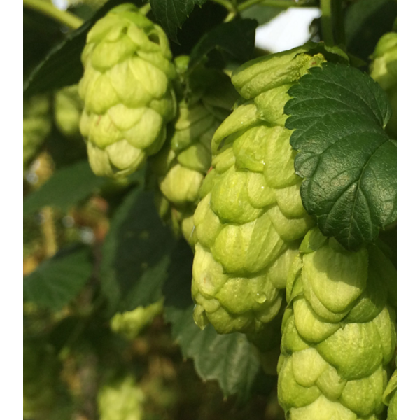 Opus Hops (5kg) British Whole 2020