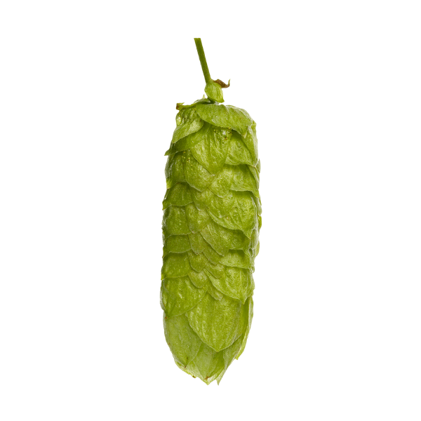 Pacific Gem Hops (5kg) New Zealand 2022
