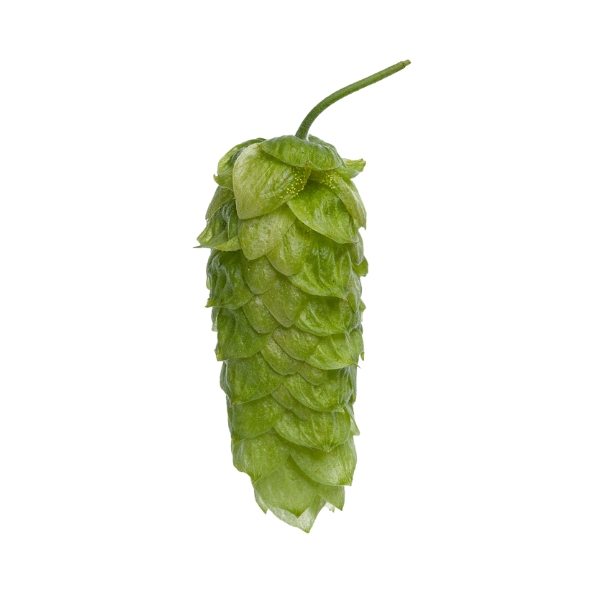 Pacific Jade™ Hops (5kg) New Zealand 2022
