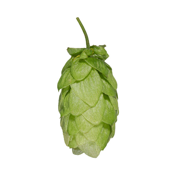 Pacifica™ Hops (5kg) New Zealand 2021