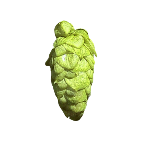 Pilot Hops (5kg) British 2020