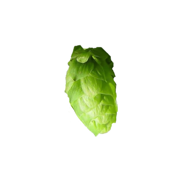 Pilgrim Hops (5kg) British 2022