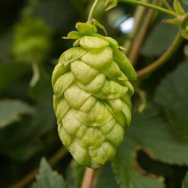 Pioneer Hops (5kg) British 2022