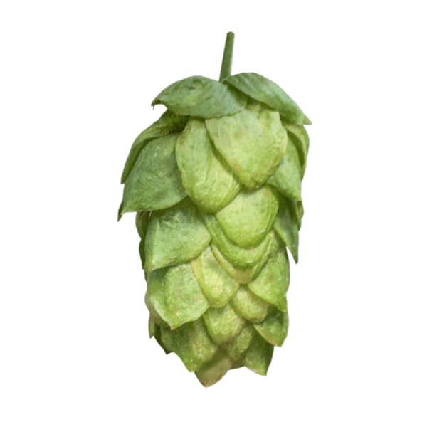 Saaz Hops (5kg) Czech 2021 - DL