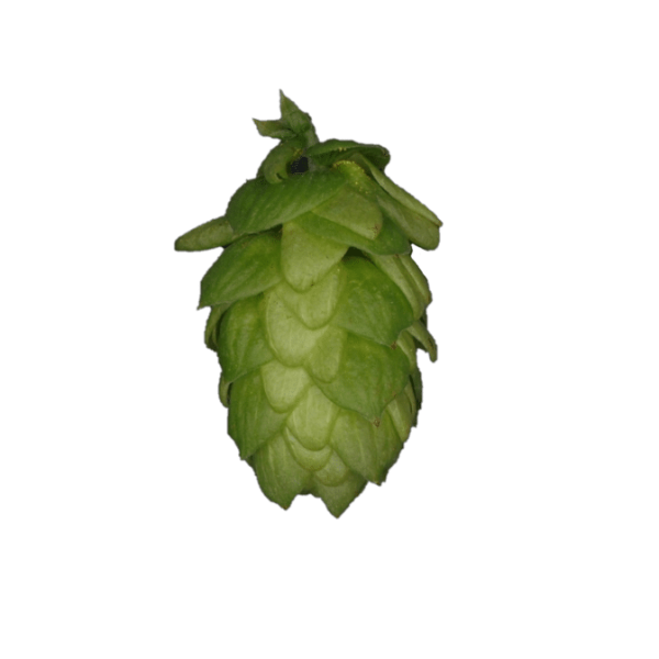 Saphir Hops (5kg) German 2021