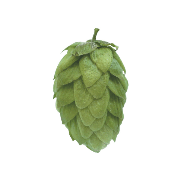 Savinjski Golding Hops (5kg) Polish 2021