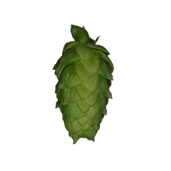 Select Hops (5kg) German 2021