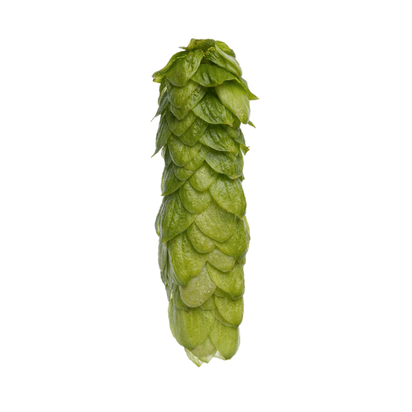 Southern Cross Hops (5kg) New Zealand 2021