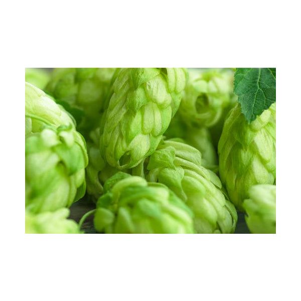 Sterling Hops (5kg) American 2020